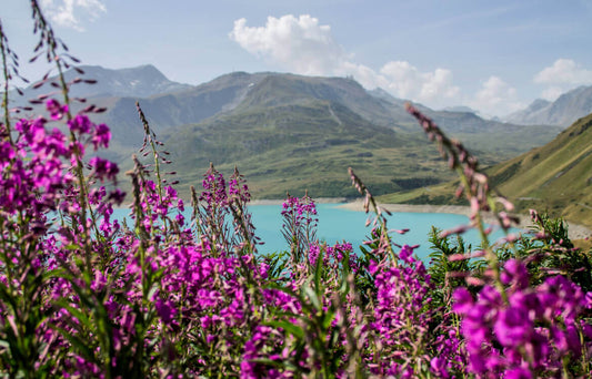 Fleurs des Alpes et de montagne