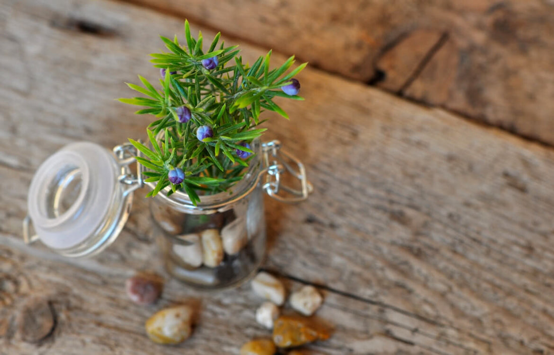 Bocal utilisé comme vase pour plante de montagne