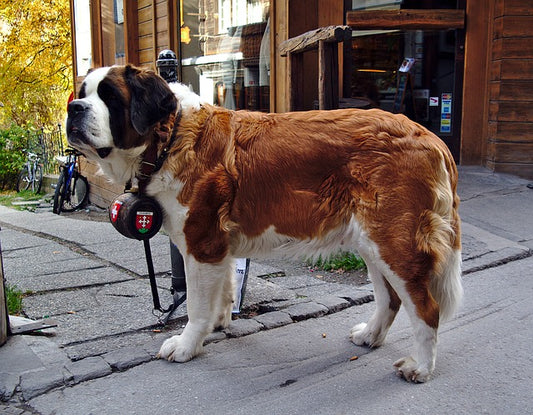 saint-bernard-sauvetage-montagne