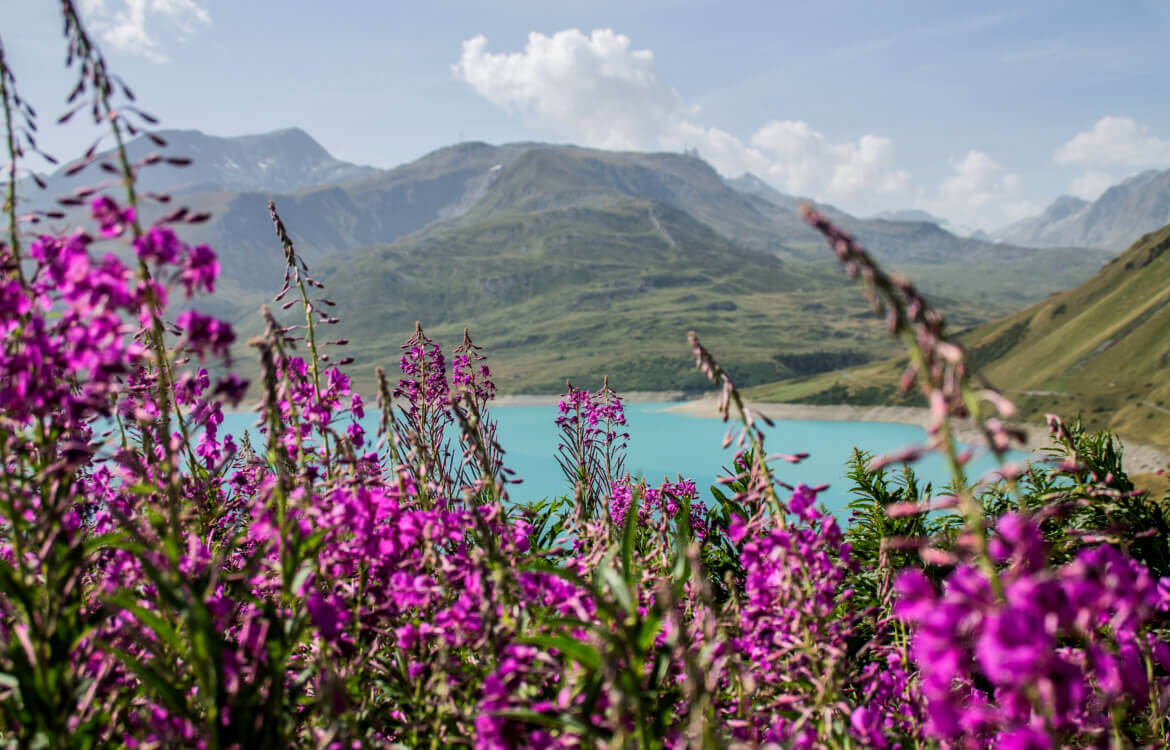 Fleurs des Alpes : les fleurs sauvages de nos montagnes