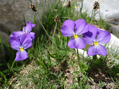 Fleurs des Alpes : les fleurs sauvages de nos montagnes