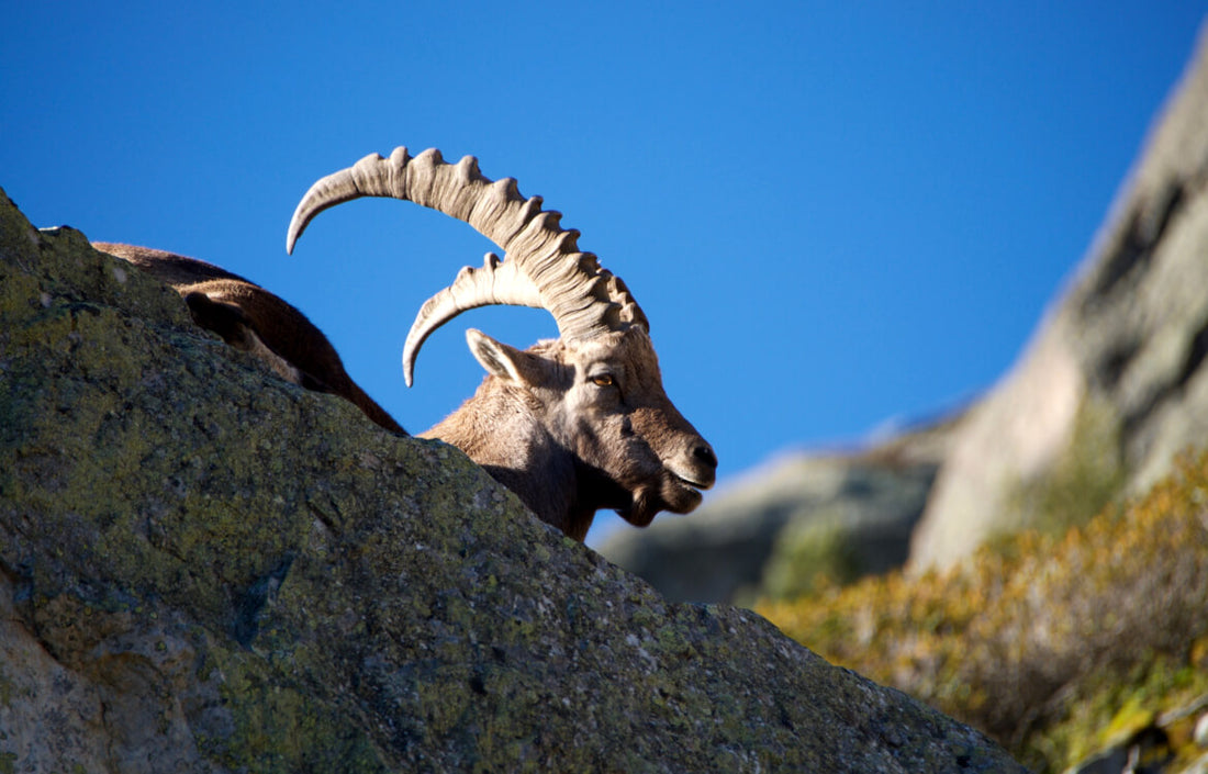Bouquetin prenant le soleil en montagne