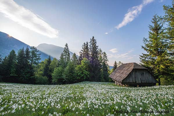 Chalet de montagne des alpes