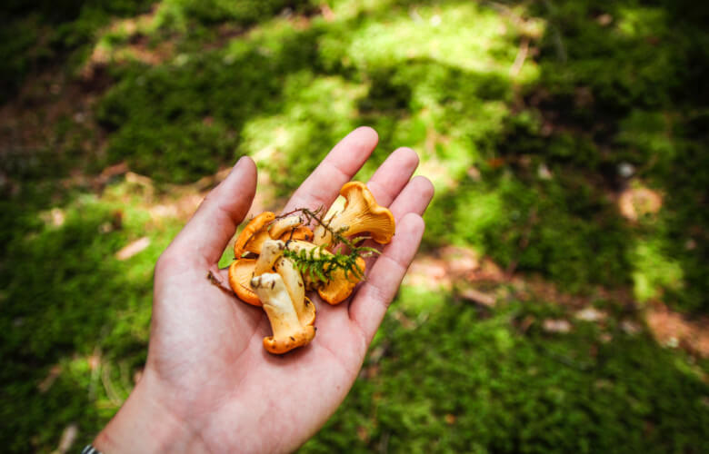 Cueillette de champignons en montagne