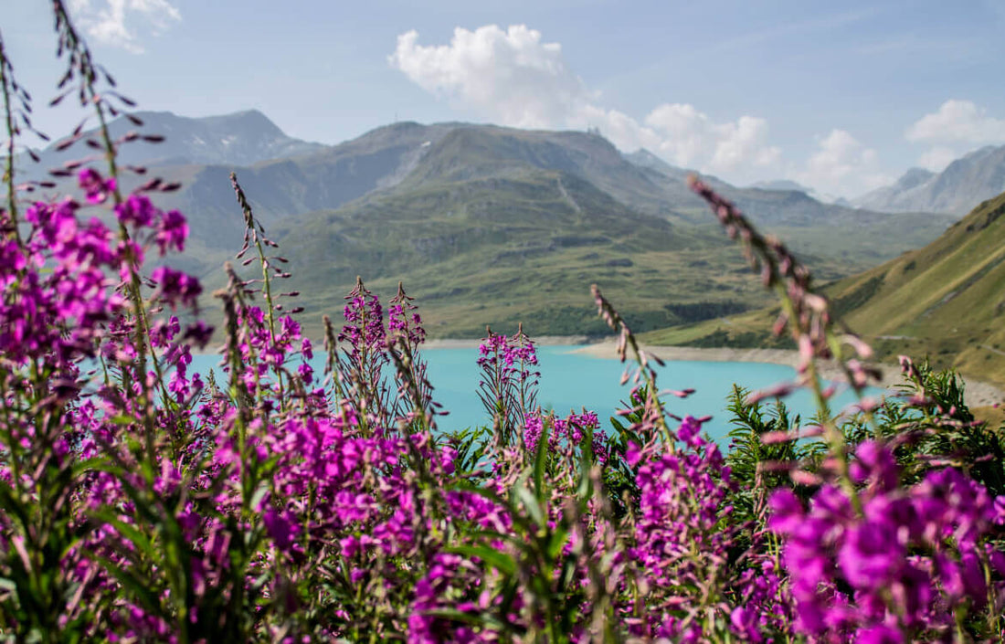 Fleurs des Alpes et de montagne