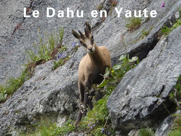 le dahu légendaire des montagnes
