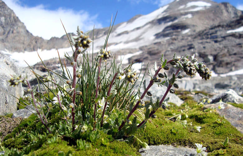 Liqueurs de montagne, genepi