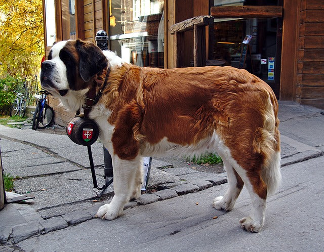 saint-bernard-sauvetage-montagne